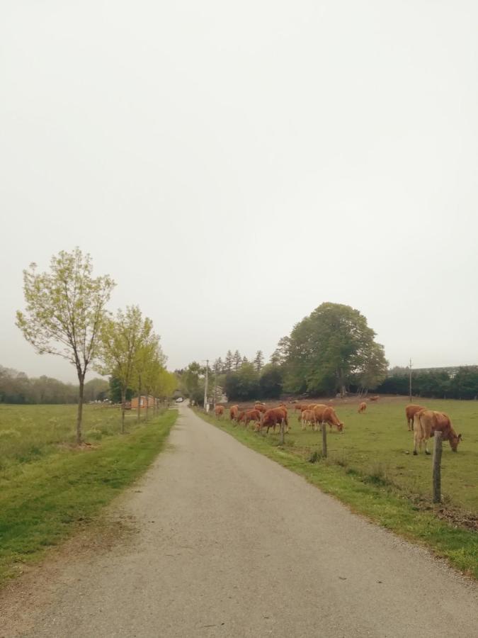 Les Chalets De Bes "Le Campagnard " Lacombe Eksteriør billede